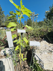 Ultimate Zinc Collection garden markers – includes 75 zinc plant tags from the A-Series, C-Series, and E-Series with rust-resistant nameplates and galvanized steel legs. Ideal for labeling vegetables, herbs, flowers, and perennials. Durable, reusable, and proudly made in the USA. Ultimate Zinc Collection garden markers – includes 75 zinc plant tags from the A-Series, C-Series, and E-Series with rust-resistant nameplates and galvanized steel legs. Ideal for labeling vegetables, herbs, flowers, and perennials. Durable, reusable, and proudly made in the USA.