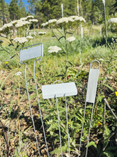 Ultimate Zinc Collection garden markers – includes 75 zinc plant tags from the A-Series, C-Series, and E-Series with rust-resistant nameplates and galvanized steel legs. Ideal for labeling vegetables, herbs, flowers, and perennials. Durable, reusable, and proudly made in the USA.