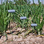 E-Series aluminum garden marker with angled faceplate and sturdy galvanized steel legs – ideal for labeling vegetables, flowers, herbs, and perennials in outdoor garden beds. Lightweight, rustproof, and weather-resistant for long-term use. Made in the USA for home and professional gardeners.