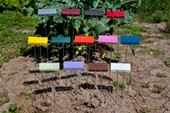 E Series Painted Garden Markers