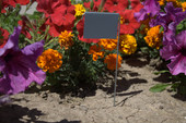 10" D-Series aluminum garden marker with compact rectangular nameplate and sturdy galvanized wire legs – perfect for labeling seedlings, small herbs, and container plants. Rustproof, weather-resistant, and reusable metal plant tags made in the USA for long-term outdoor use.