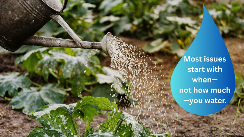 When to Water Your Garden (and Why Timing Matters More Than Quantity)