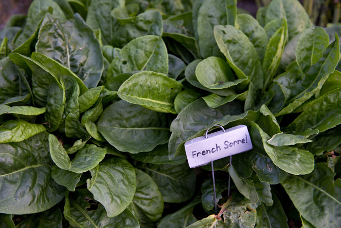 Mid-Summer Garden Organization Tips for Better Harvests