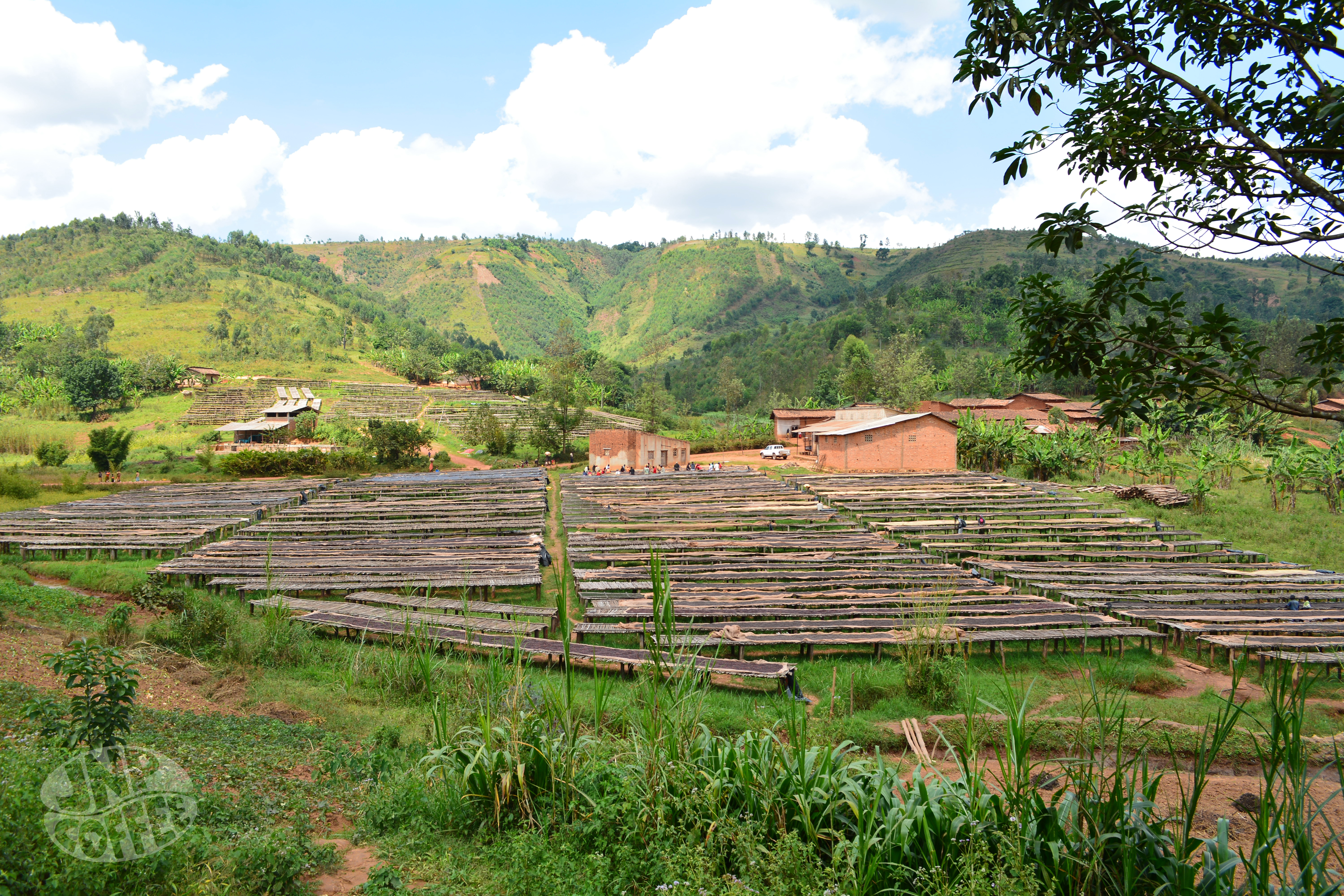 Coffee being dried on sunbeds in Burundi