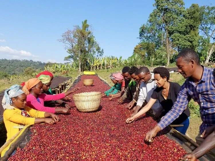 Buku Abel, Ethiopia, Coffee Farm