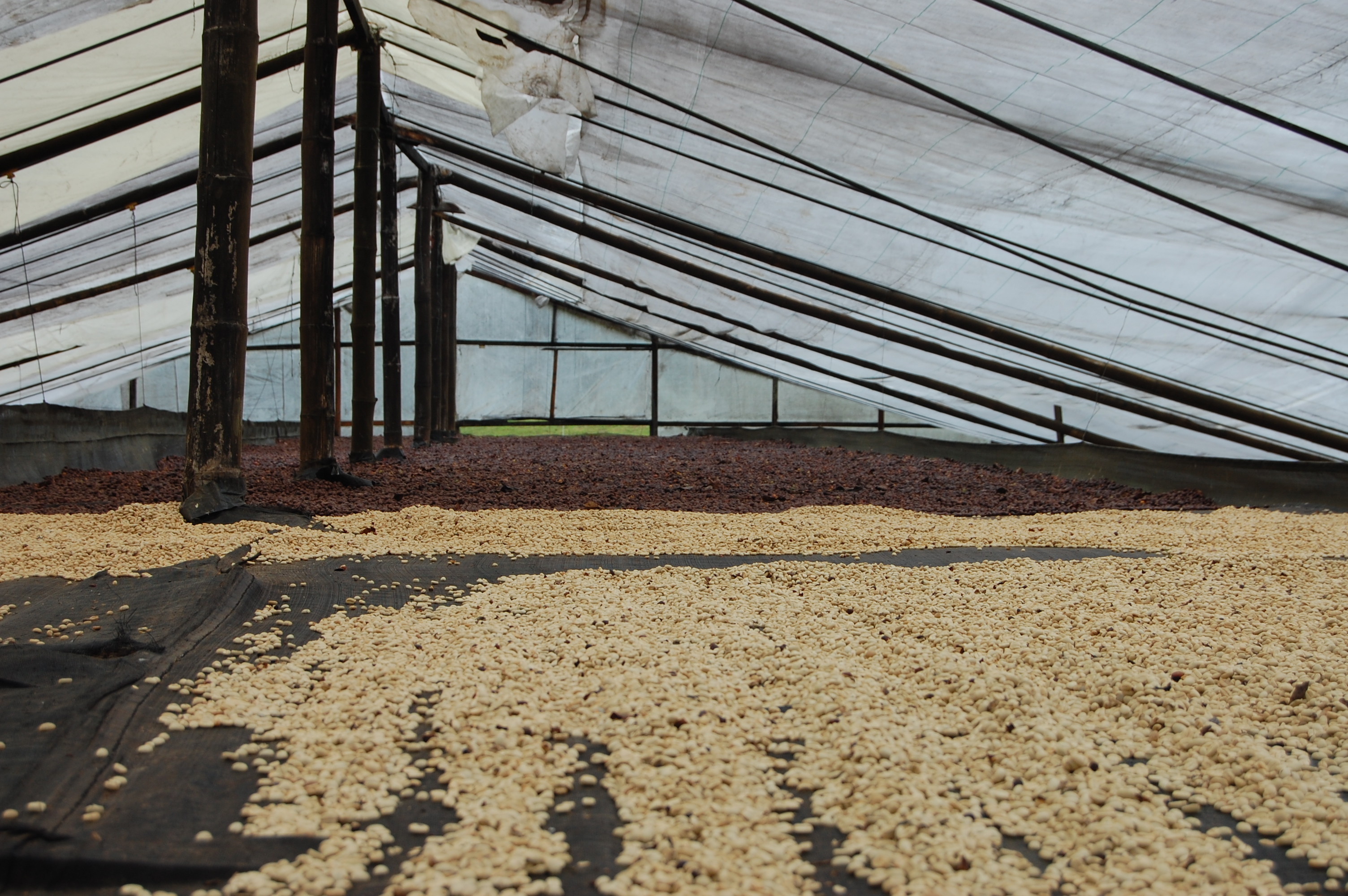 Coffee Drying