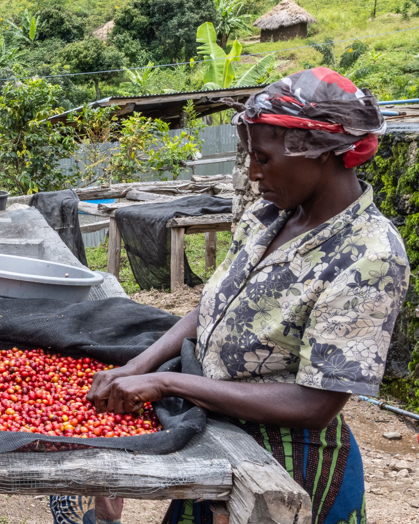 Extract Coffee Roasters - Betty Espresso - Female Grown Coffee  - Coopade Coffee Growers  Sorting Coffee Cherries