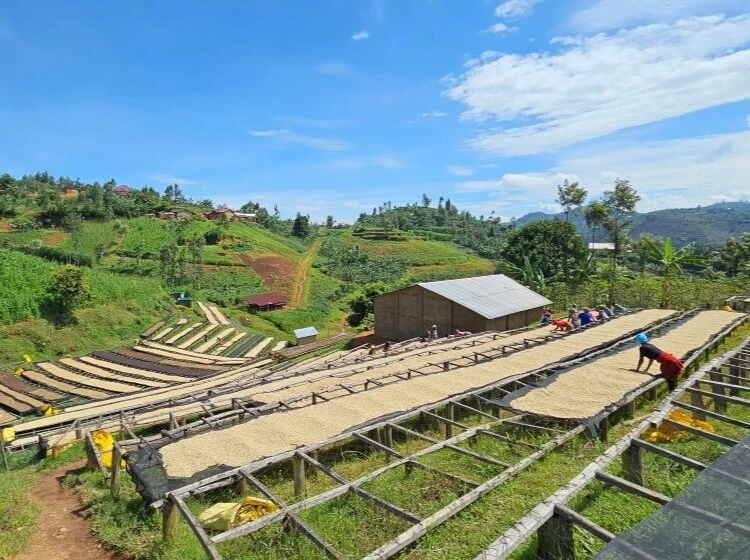 Cyahinda Coffee Farm, Rwanda