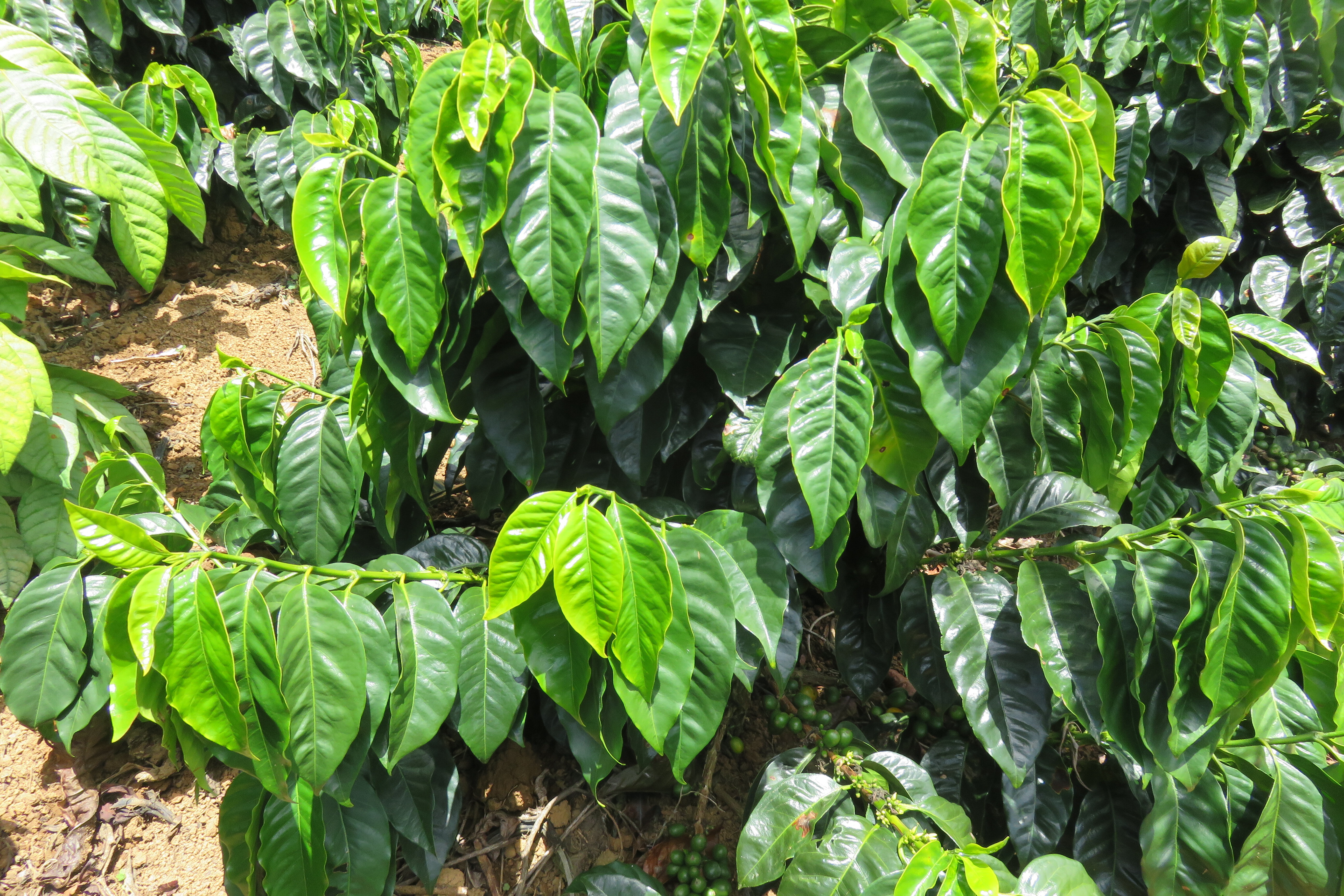 Coffee Plants in Demetrio Paredes