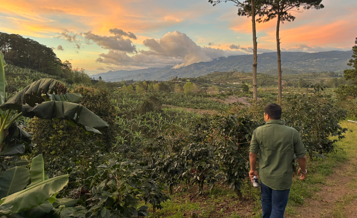 El Matazano Coffee Farm