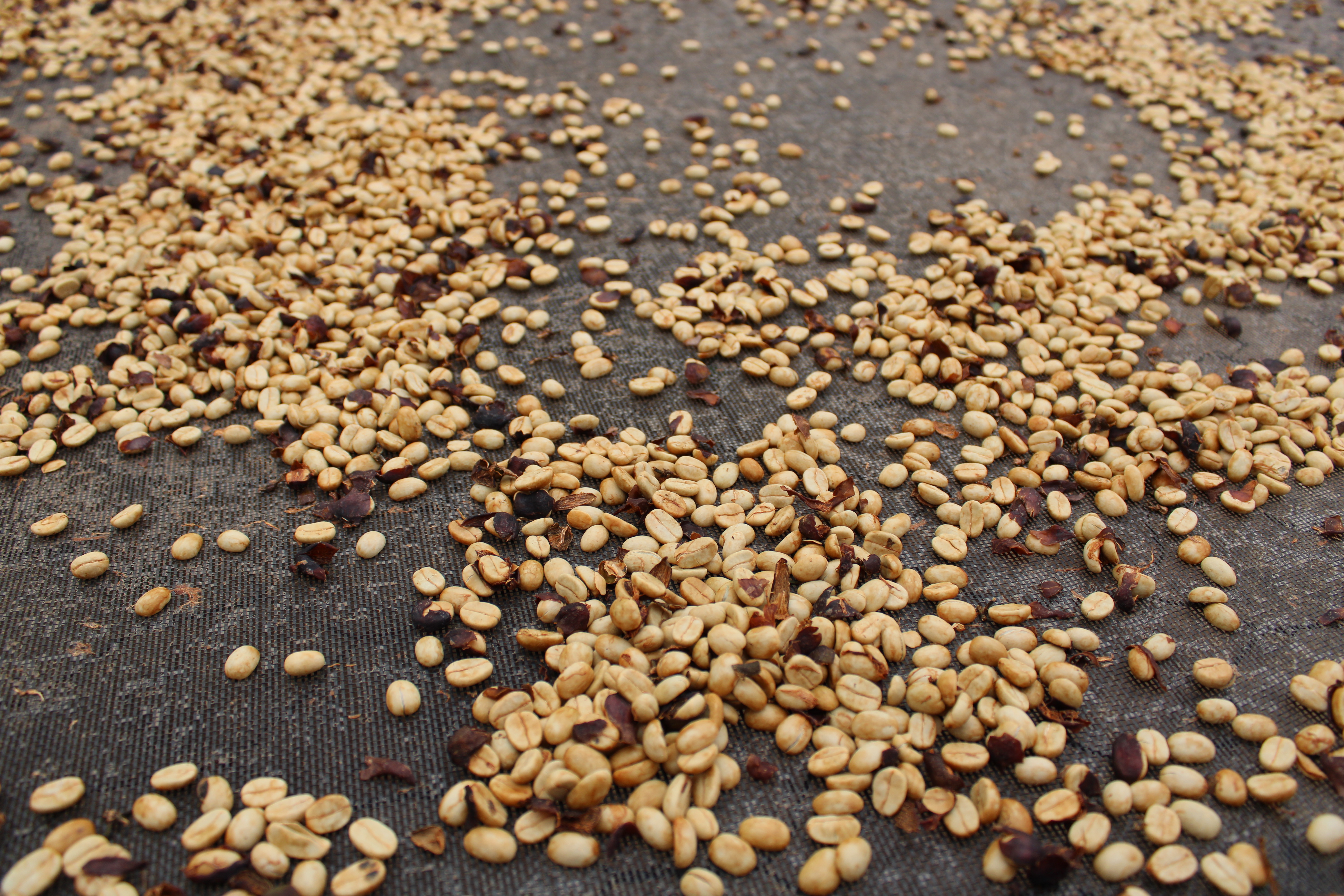 Washed coffee drying