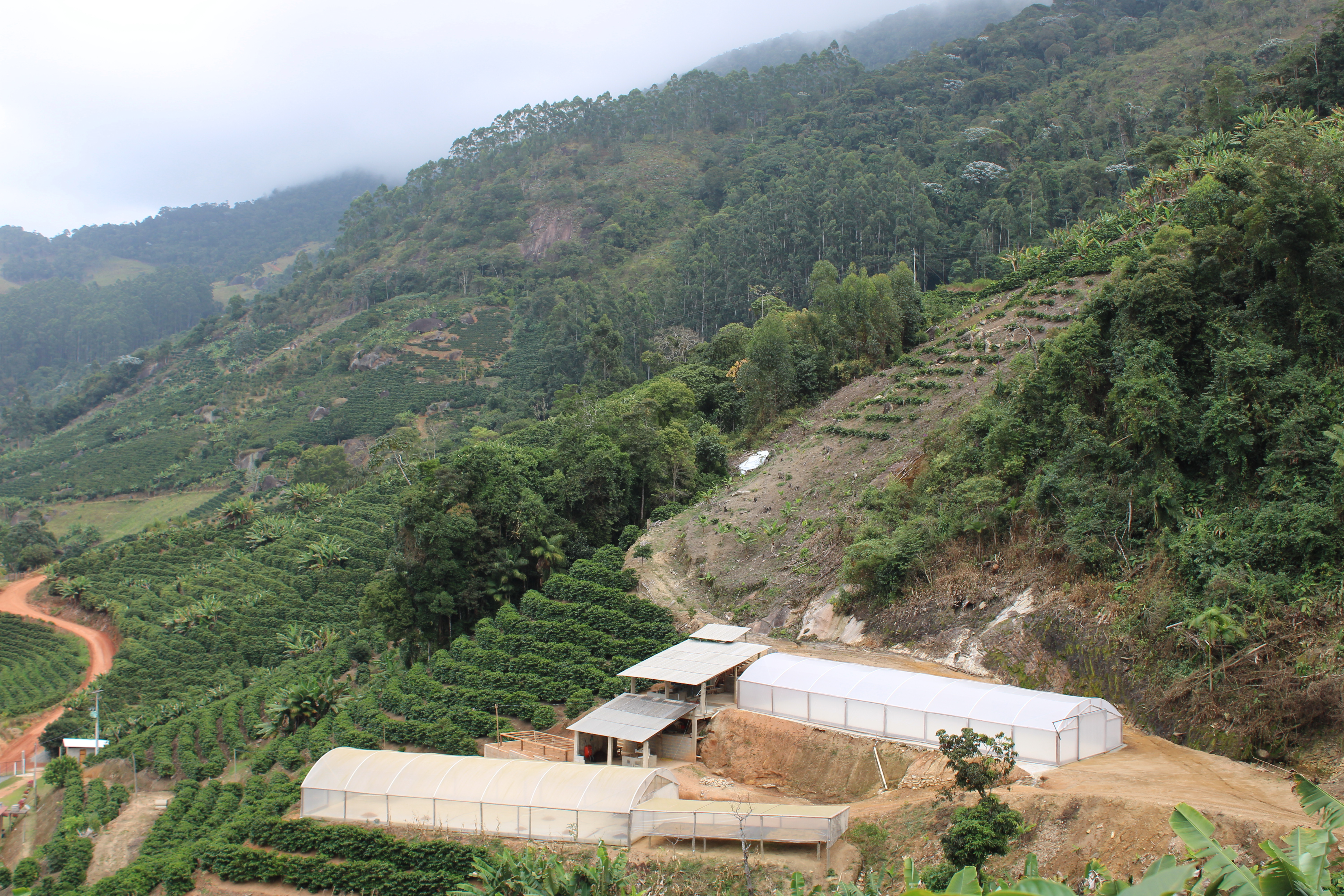 Coffee Farm in Castelo