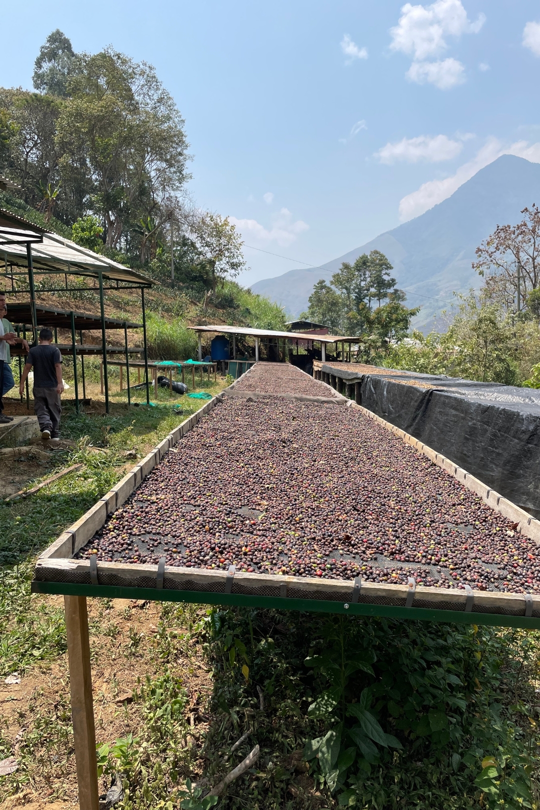 Extract Coffee Roasters Dr Strangelove Single Origin Espresso