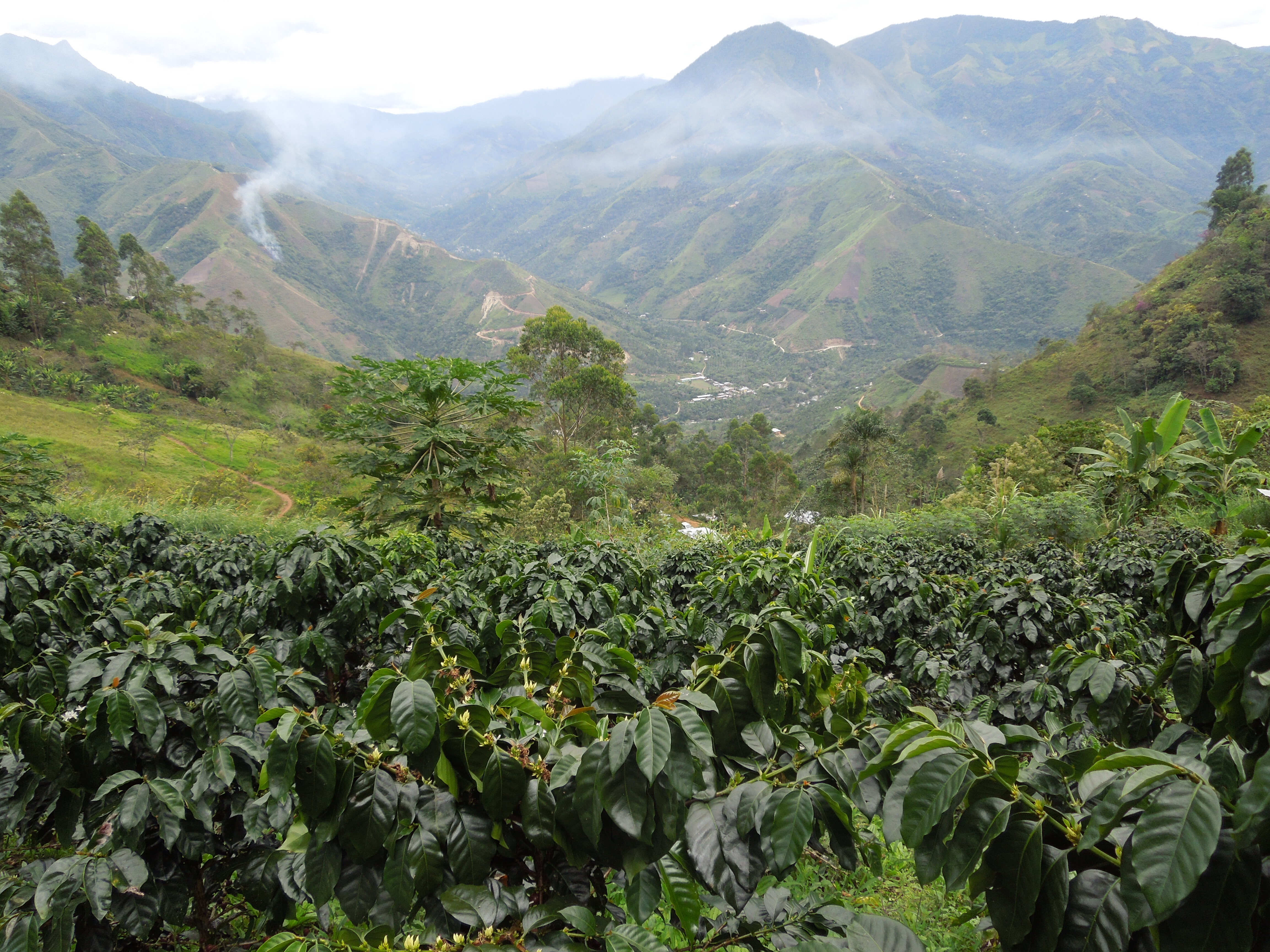 Peru Sol Y Cafe Las Alemndras and Tabaconas cofee fields