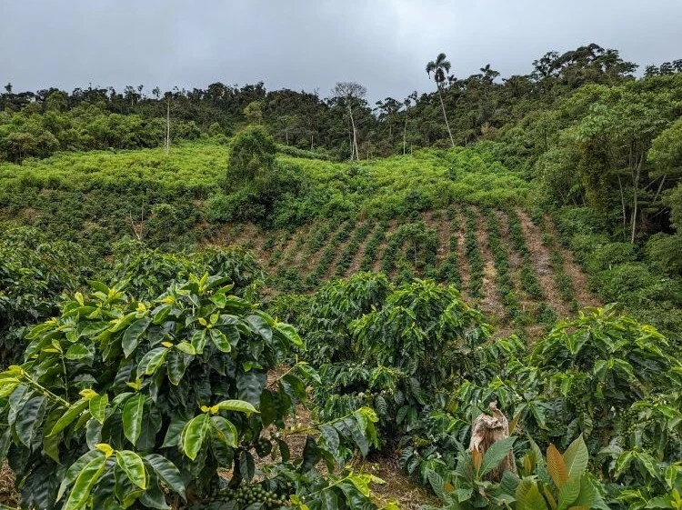 Las Laderas Coffee Farm, EL Salvador