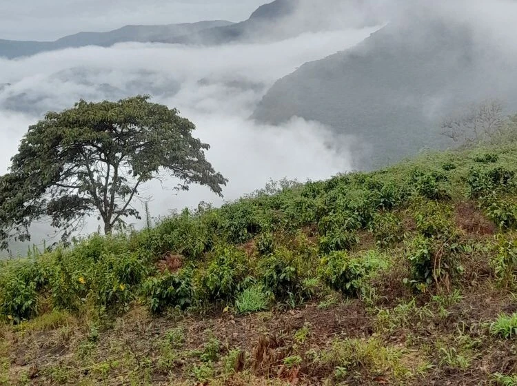 San Jose Coffee Farm in Boliva