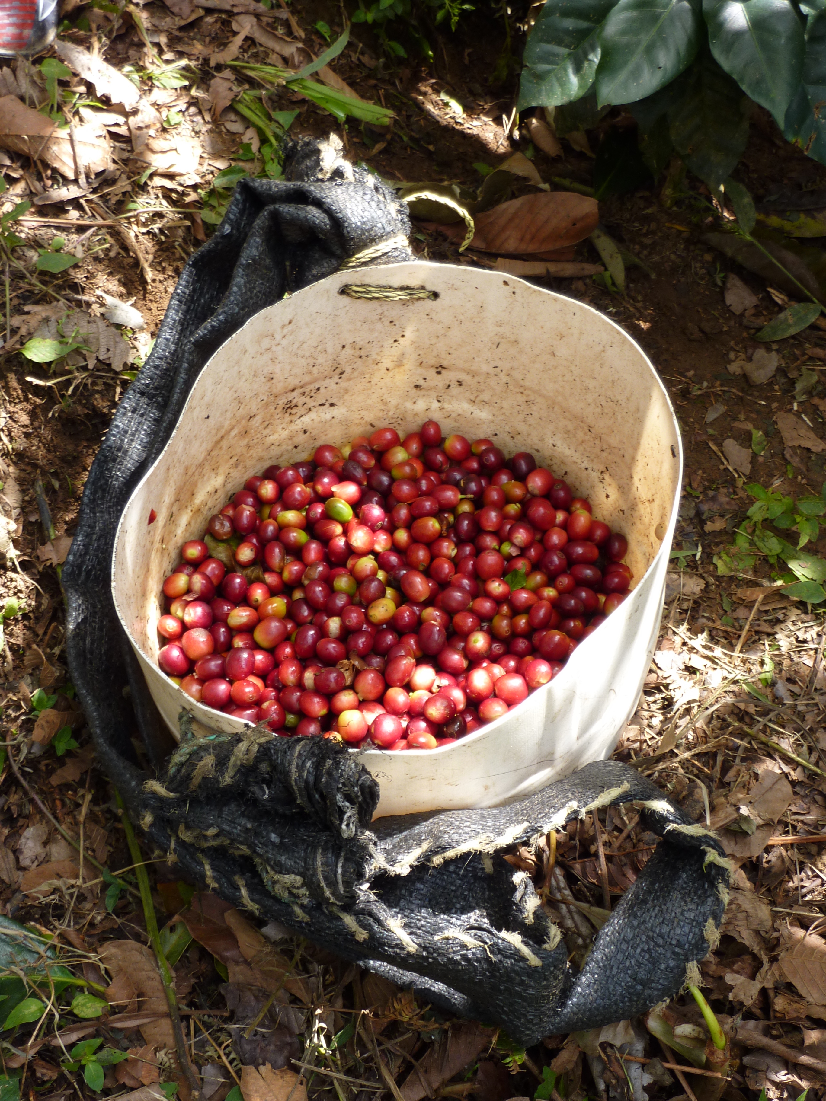 Extract Coffee Roasters Dr Strangelove Single Origin Espresso 250g bag