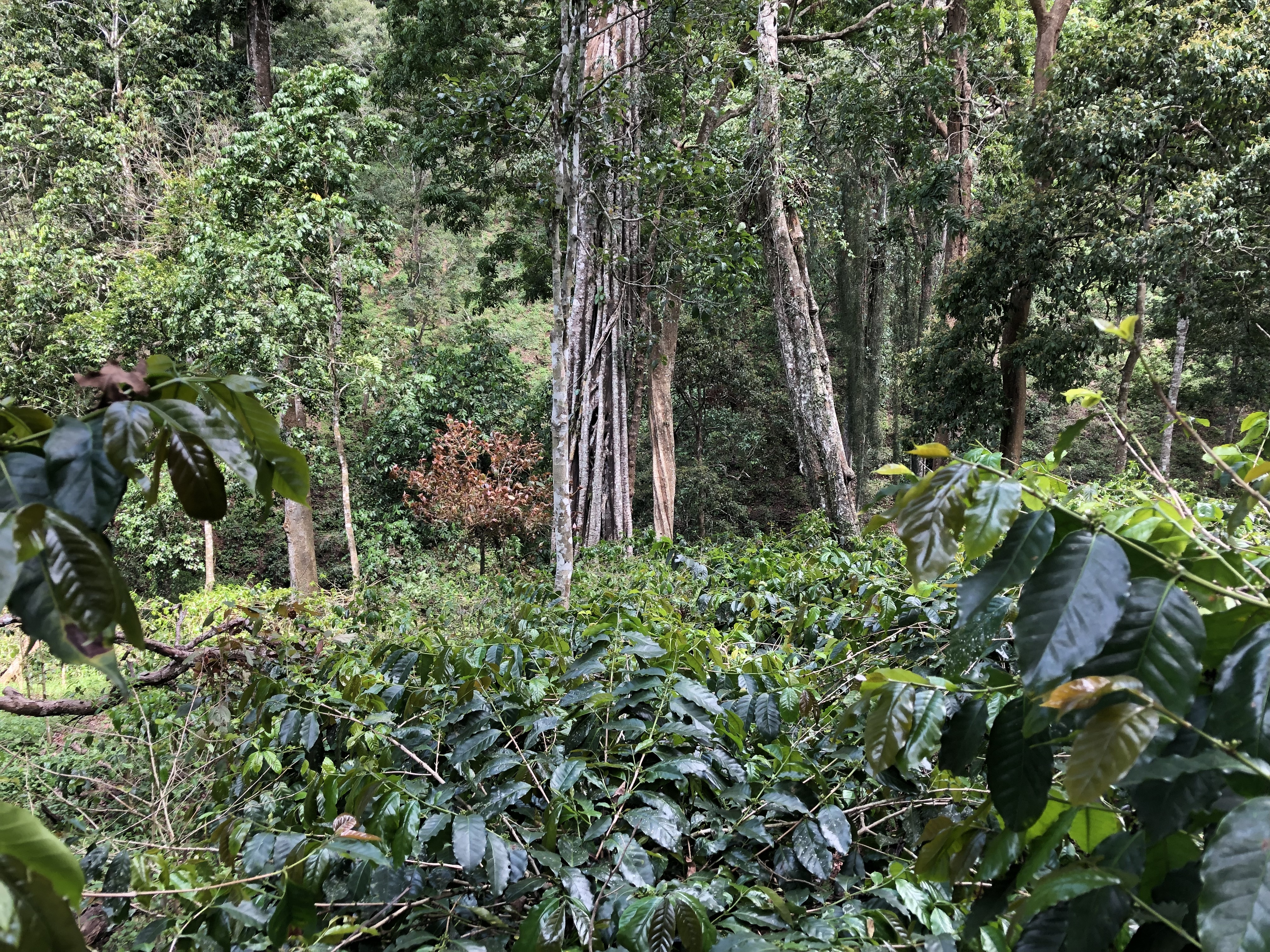 Java Kayumas Espresso Origin Image