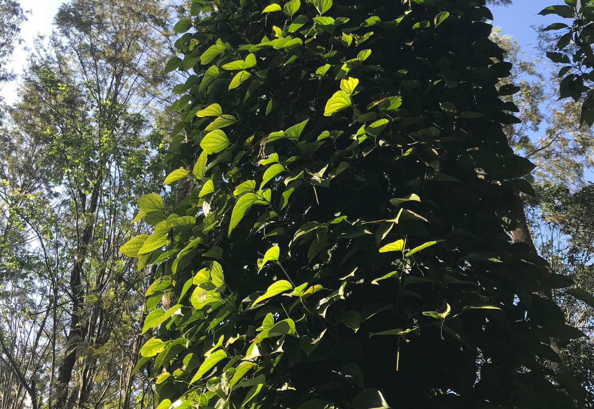 Extract Coffee Roasters Indian Speciality Coffee Cauvery Peak Biodiversity Coffee Farming