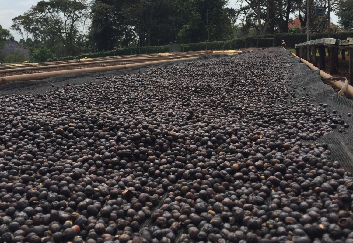 Natural coffee drying on raised beds