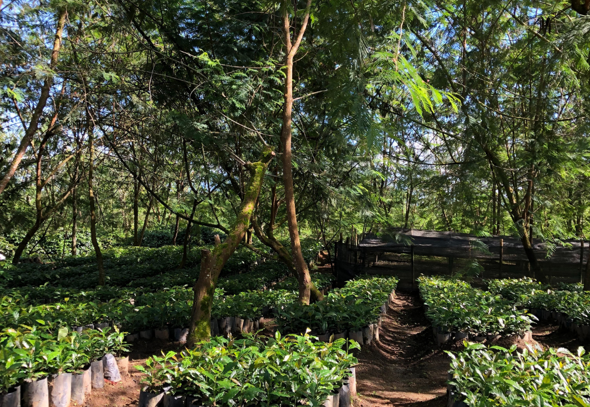 Wahana Coffee Estate - Coffee PIckers - Shade Grown Arabica Coffee