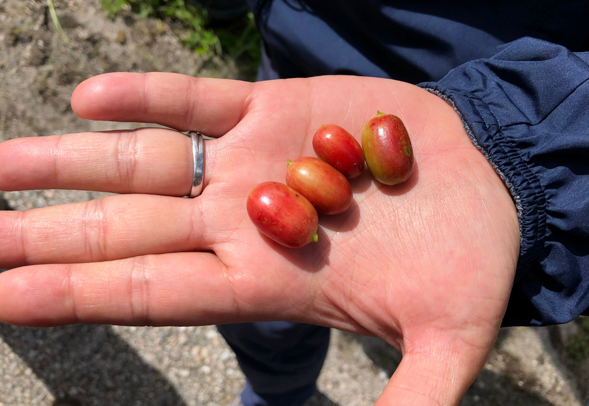 Wahana Coffee Estate - Arabica Coffee Cherries