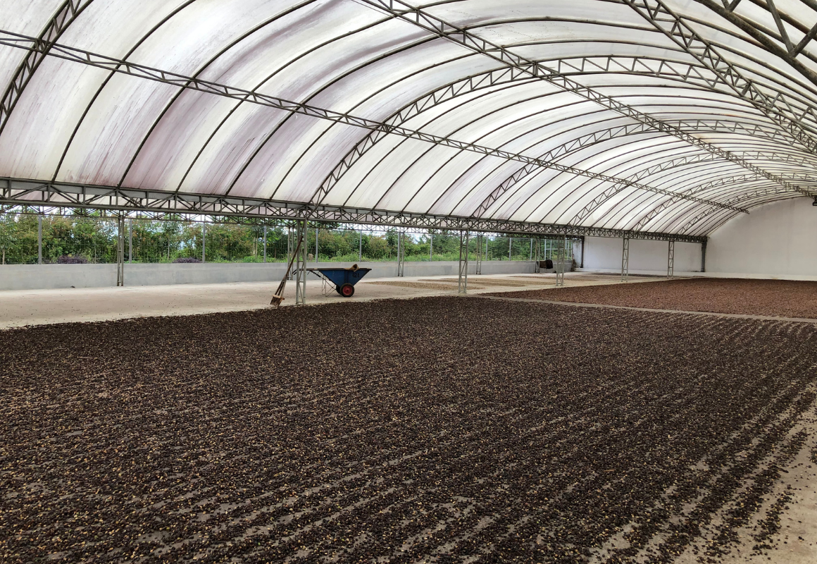 Wahana Coffee Estate - Natural Coffee - Drying