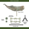 Good Directions Sperm Whale Weathervane, Roof Mount Weather Vane, Blue Verde Copper Finish, Durable Coastal Outdoor Decor