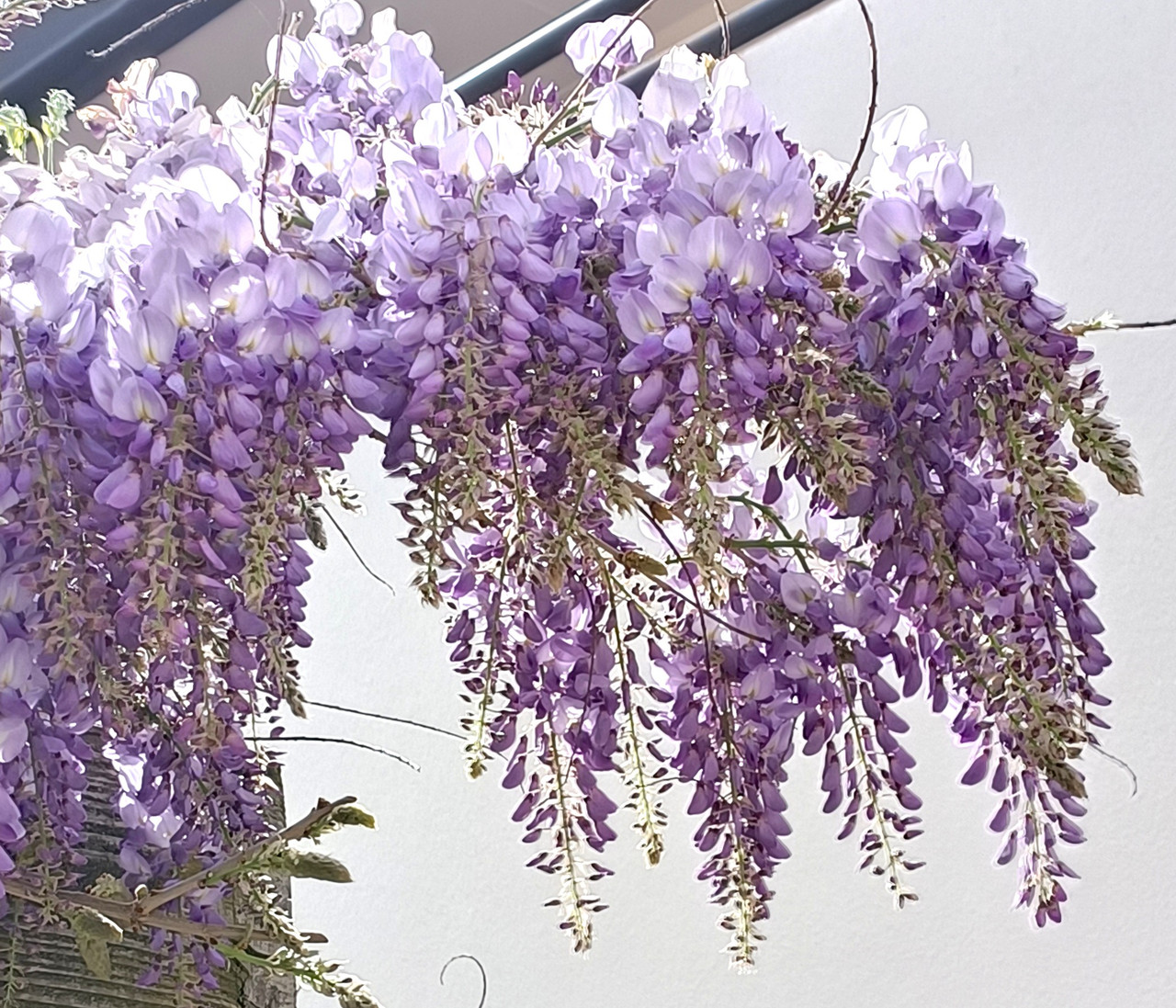 Plus size clothing nz