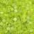 Size 8 Triangle Beads 8-105, Transparent Olivine Luster (Qty: 25 gr.)
