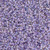 Toho 15-0265, Purple-Lined Crystal Luster (14 gr.)