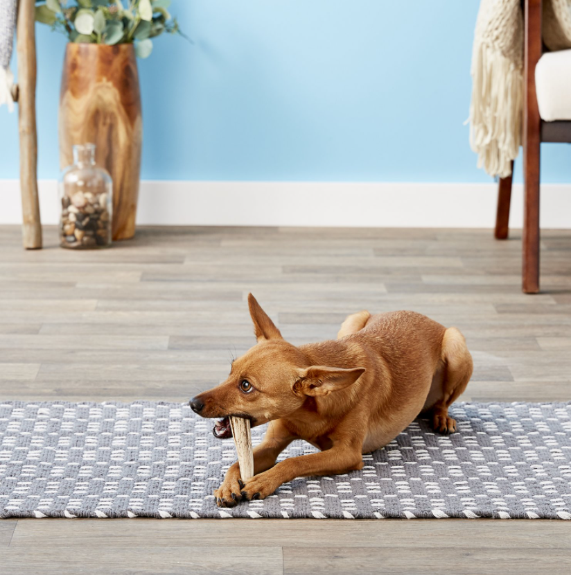 kong wild whole elk antler dog chew