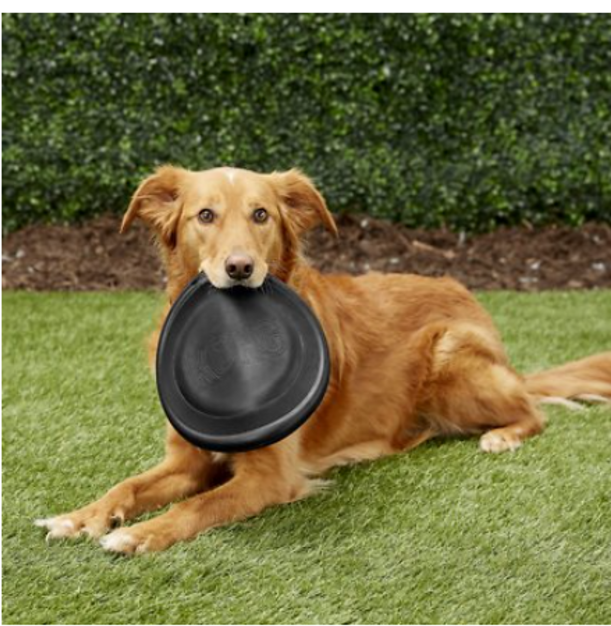 Pet Supplies : Dog Frisbee : KONG - Flyer - Durable Rubber Flying Disc Dog  Toy - For Large Dogs 