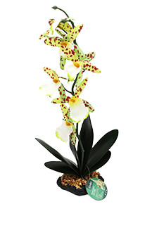Incredipet Spider Orchid Reptile Terrarium Plant - Chow Hound Pet Supplies