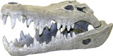 Blue Ribbon Nile Crocodile Skull Aquarium Ornament S