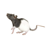 Rodent Pro Frozen Rat Reptile Food