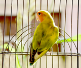 Considering getting a bird? What you need to know.