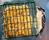 How to Feed Wild Birds in the Winter 