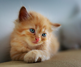 7 Tips on How to Housebreak a Kitten