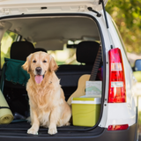 How to Travel Safely with Your Pet 