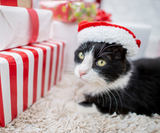 What to Buy Your Pet for Christmas Based On Their Sign