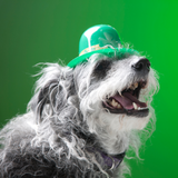 St. Patrick's Day with Your Pet