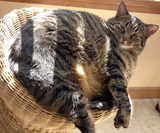 Tips to Help Your Pet Lose Weight 