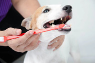 A Beginner’s Guide to Pet Dental Health: Simple Steps to Keep Your Dog or Cat Healthy from Nose to Tail 