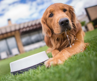 ​How to Keep Your Pet Hydrated