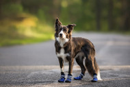 Protect Your Pet's Paws This Summer: How to Prevent Burns from Hot Pavement
