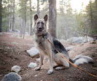 Top Spots to Hike with Your Dog 