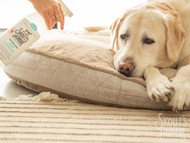 Reimagine Pet Cleanup with Skout’s Honor: All-New Stain & Odor Eliminator Products Now at Chow Hound Pet Supplies