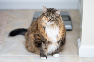 Overweight Cat? 5 Foods and Feeding Habits for a Healthy Weight