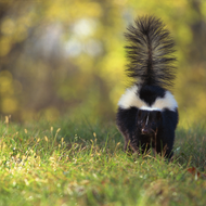 Oh No! My Dog got Sprayed by a Skunk!